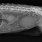 Abdomen lateral normal de gato